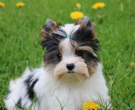 yorkshire terrier for sale washington state|yorkshire terrier breeders in washington state.